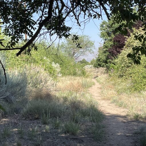 Training Log - Week of June 9th, 2025