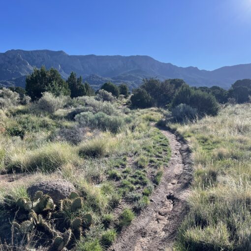 Best Surfaces to Run On