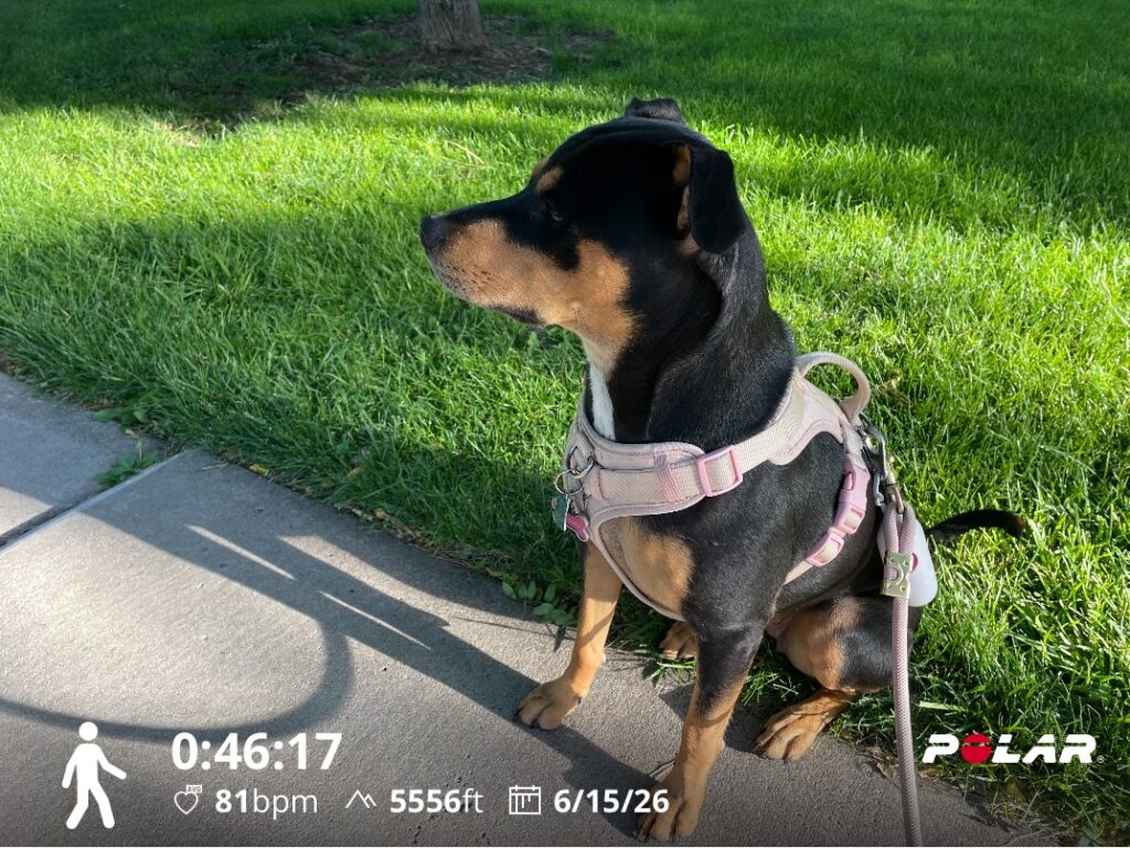 Maggie Relaxing in the Shade