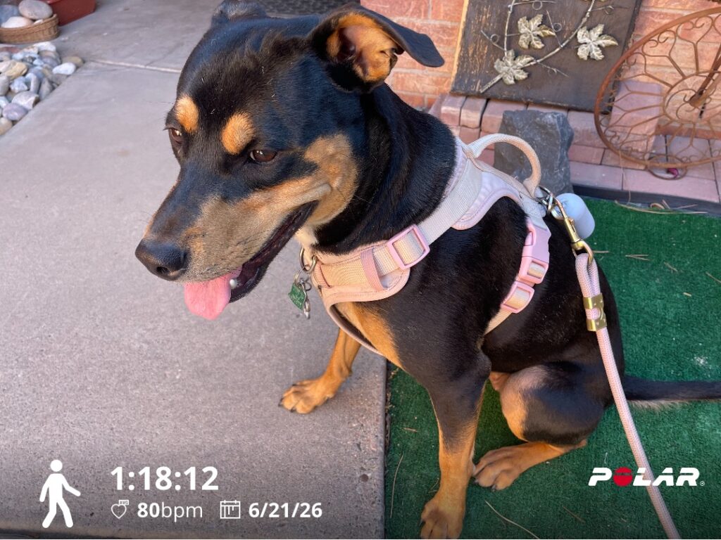 Maggie the Dog's Long Walk