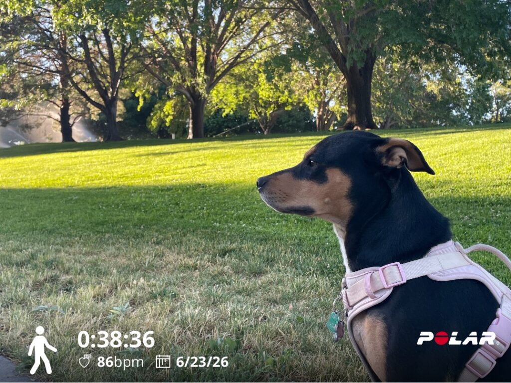 Maggies Says No Way That I Am Going Through Those Sprinklers