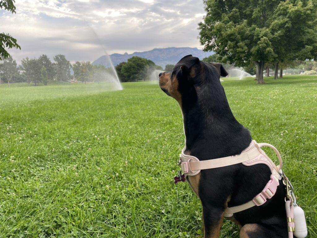 Maggie Avoiding the Sprinklers