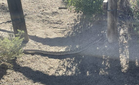 Rattlesnake Crossing the Trail