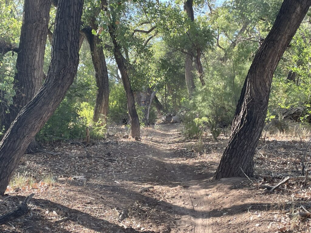The Corrales Bosque