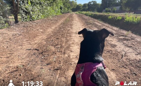 Training Log for the Week of August 10th 2026