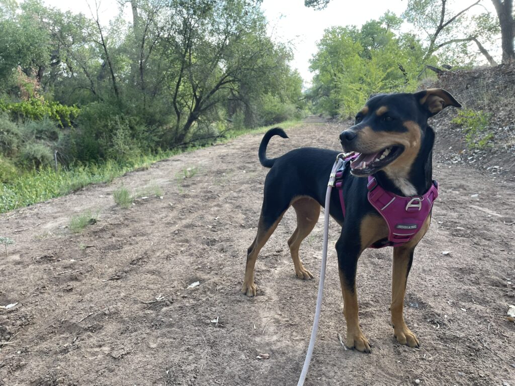 Training Log for the Week of August 31st 2026