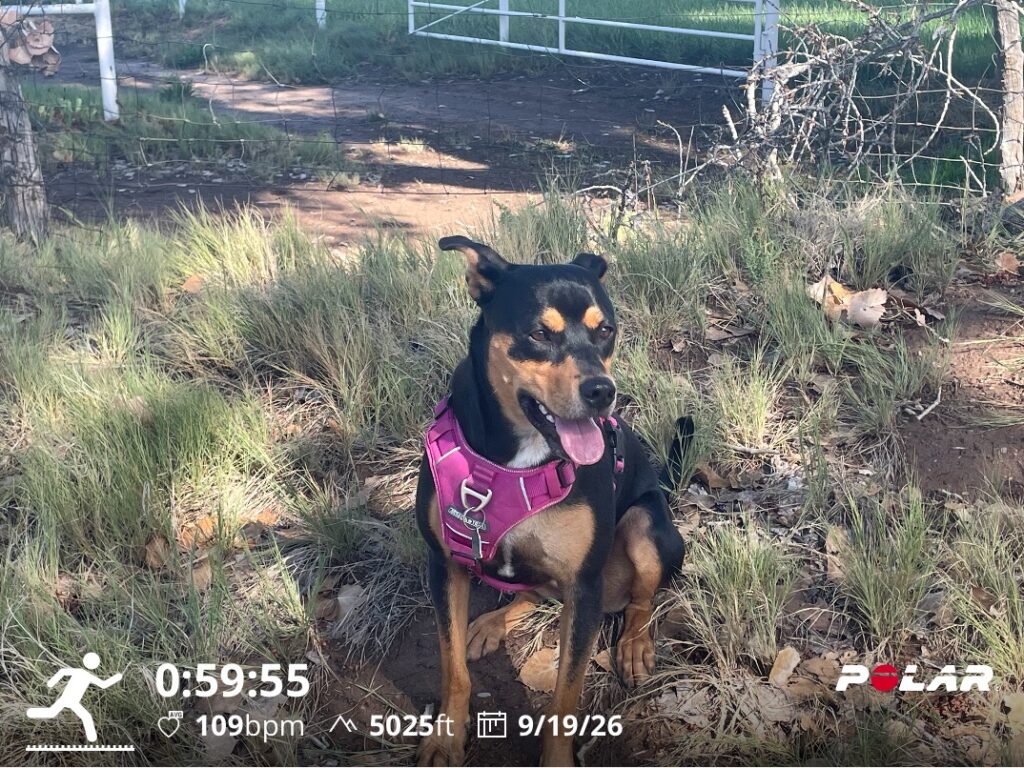 Training Log for the Week of September 14 2026