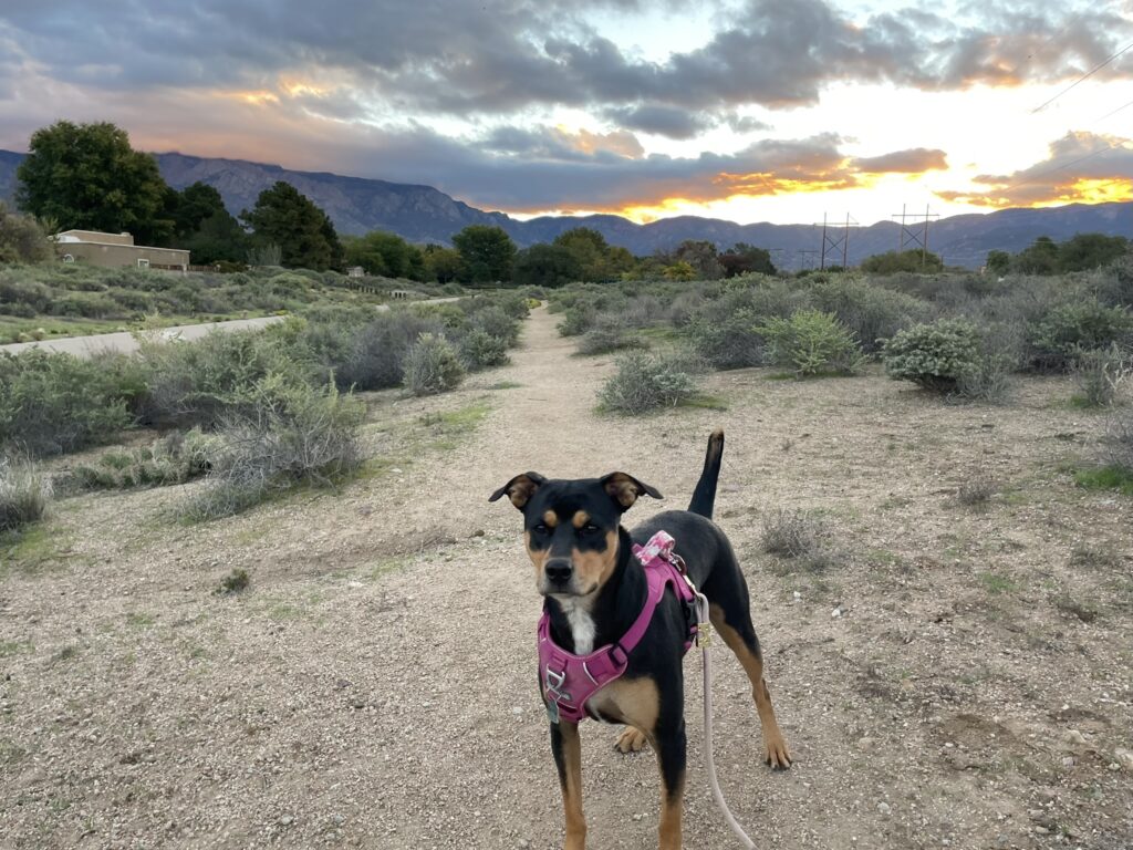 Sunrise walk with Maggie